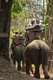 Thailand: Chiang Dao Elephant Camp, Chiang Mai Province