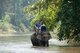Thailand: Elephants walking in the Ping River from the Chiang Dao Elephant Camp, Chiang Mai Province