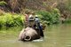 Thailand: Elephants walking in the Ping River from the Chiang Dao Elephant Camp, Chiang Mai Province